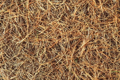 Detail larch needles in autumn