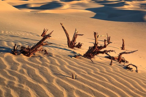 Mesquite Flats Sand Dunes