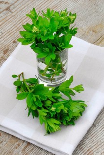 Real Galium odoratum