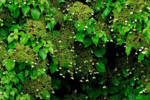 Petiolar hydrangea anomaly