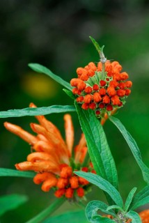Lion's tail