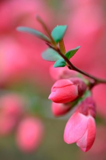 Chinese ornamental quince