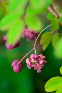 Akebia quinata
