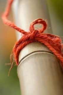 Red cord on bamboo cane