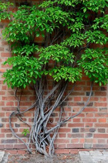 Virginia Creeper