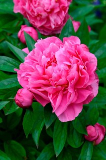Chinese peony