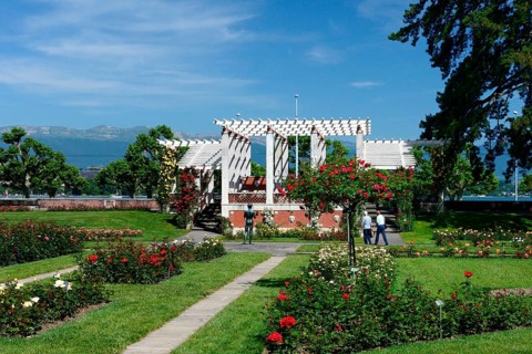 Rose Garden