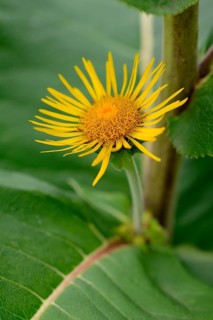 Elecampane