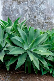Swan-neck Sagave