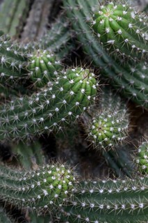 Sea urchin cactus