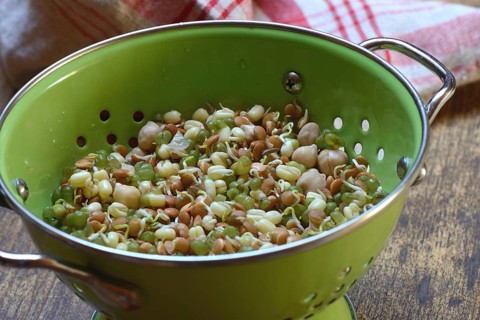 Mixed sprouts of lentils