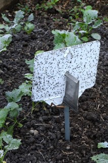 Insect trap