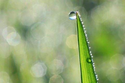 Blade of grass with dew drops