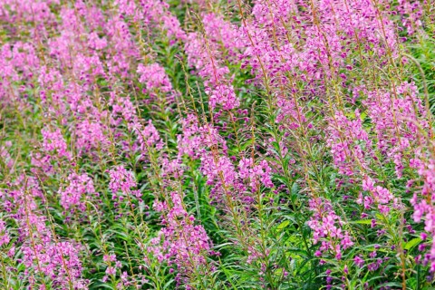 Narrow-leaved willowherb