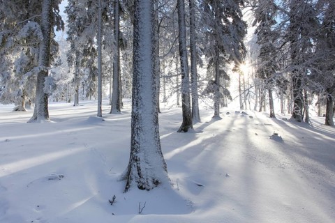 Snowy fir forest