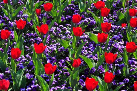 Tulips and violets