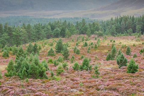 Scots pines and heather