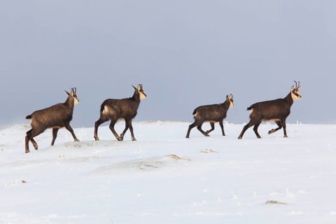 Chamois