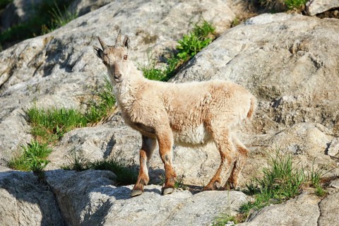 Capricorn