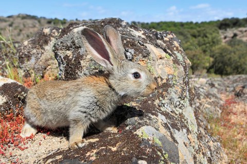 Wild rabbit