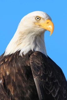 Bald eagle