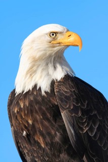 Bald eagle