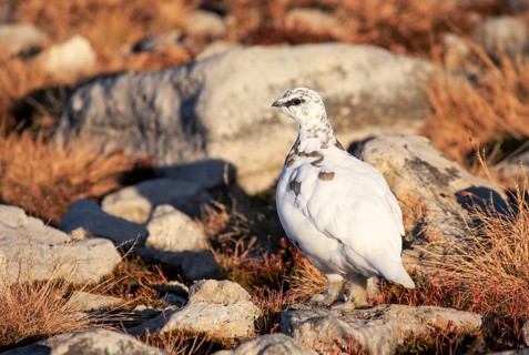 Rock Ptarmigan