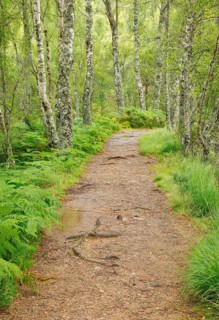 Footpath in birch forest