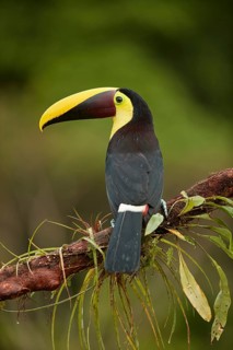 Black-mandibled toucan