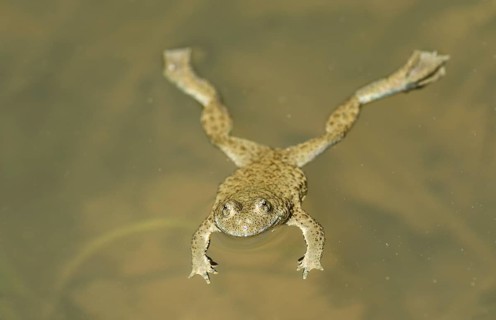 Yellow-bellied toad