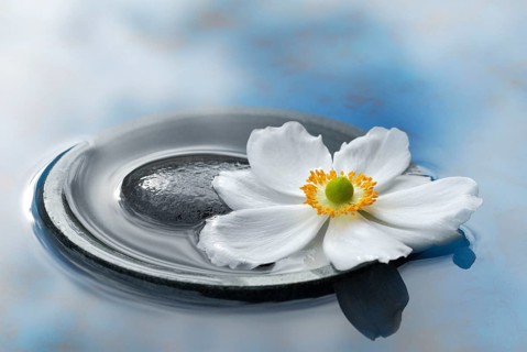 Autumn anemone in a bowl with water