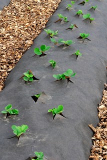 Strawberry plants