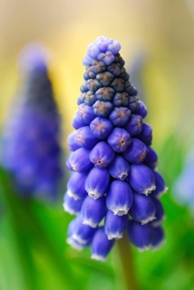 Grape hyacinth
