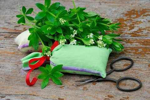 Real Galium odoratum