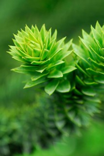 Monkey puzzle tree