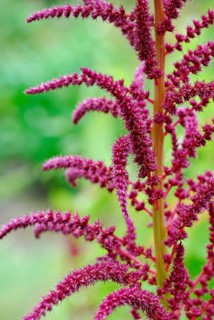 (Amaranthus spec)