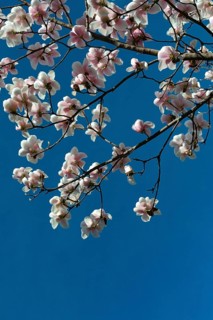 Magnolia