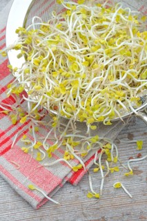 Red Radishsprouts