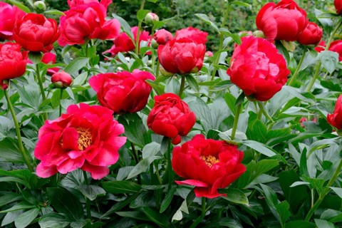 Peony