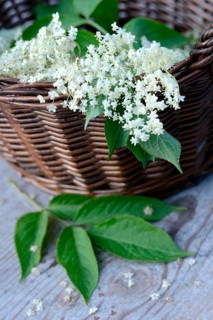Elderflower in basket