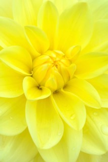 Dahlia