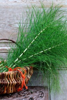 Field Horsetail
