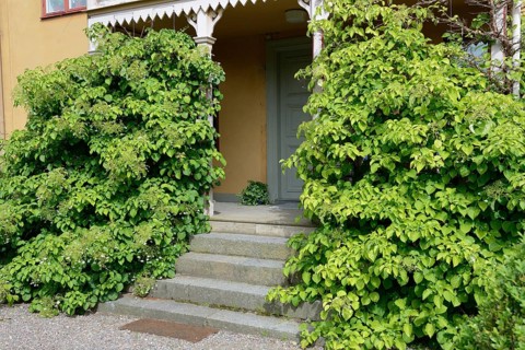 Climbing hoards in front of a wooden veranda