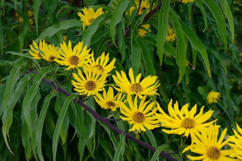 Maximilian sunflower