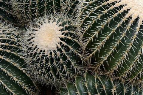 Golden barrel cactus