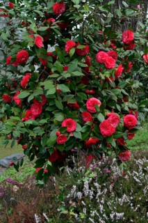 Camellia bush