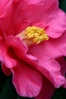 Japanese camellia