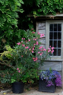 Oleander in front of arbour