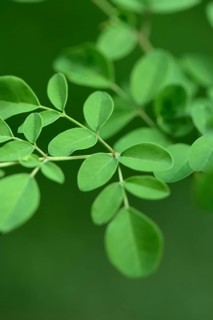 Moringa