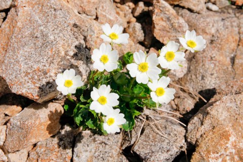Alpine buttercup